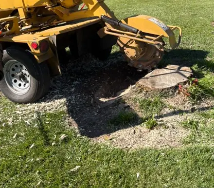Stump grinder working down a tree stump