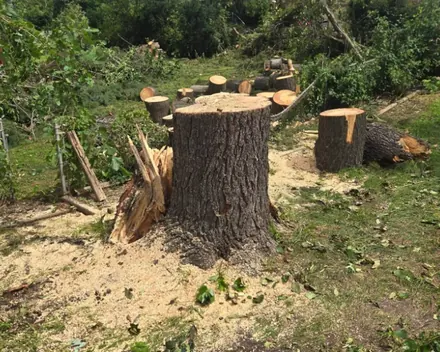 Wide tree stump with cut log sections and sawdust around it