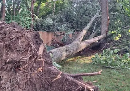 Uprooted tree with its root ball out of the ground, leaning into a fence
